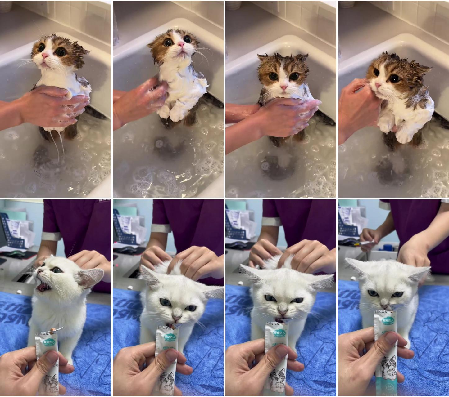 Bath  time ; cute cats part 63