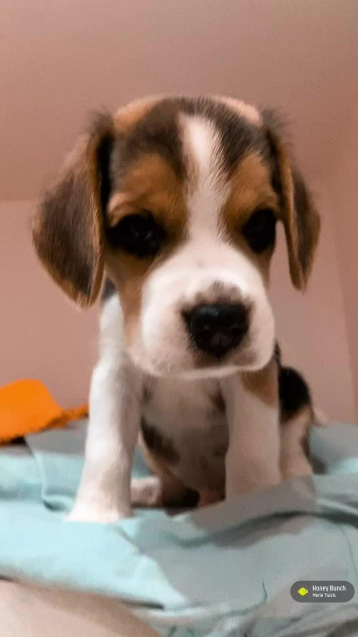 Beagle pup ; this is your sign. go get a dog  casp47