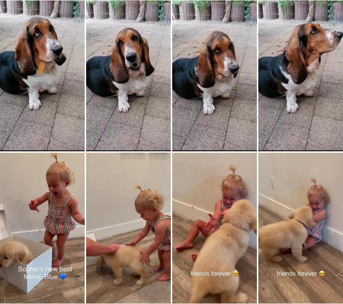 Because of lazy basset hound pauline and the chewing gum break; cute dog and baby girl