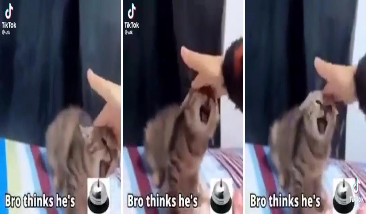 Bro thinks he's bell meme; funny cute cats