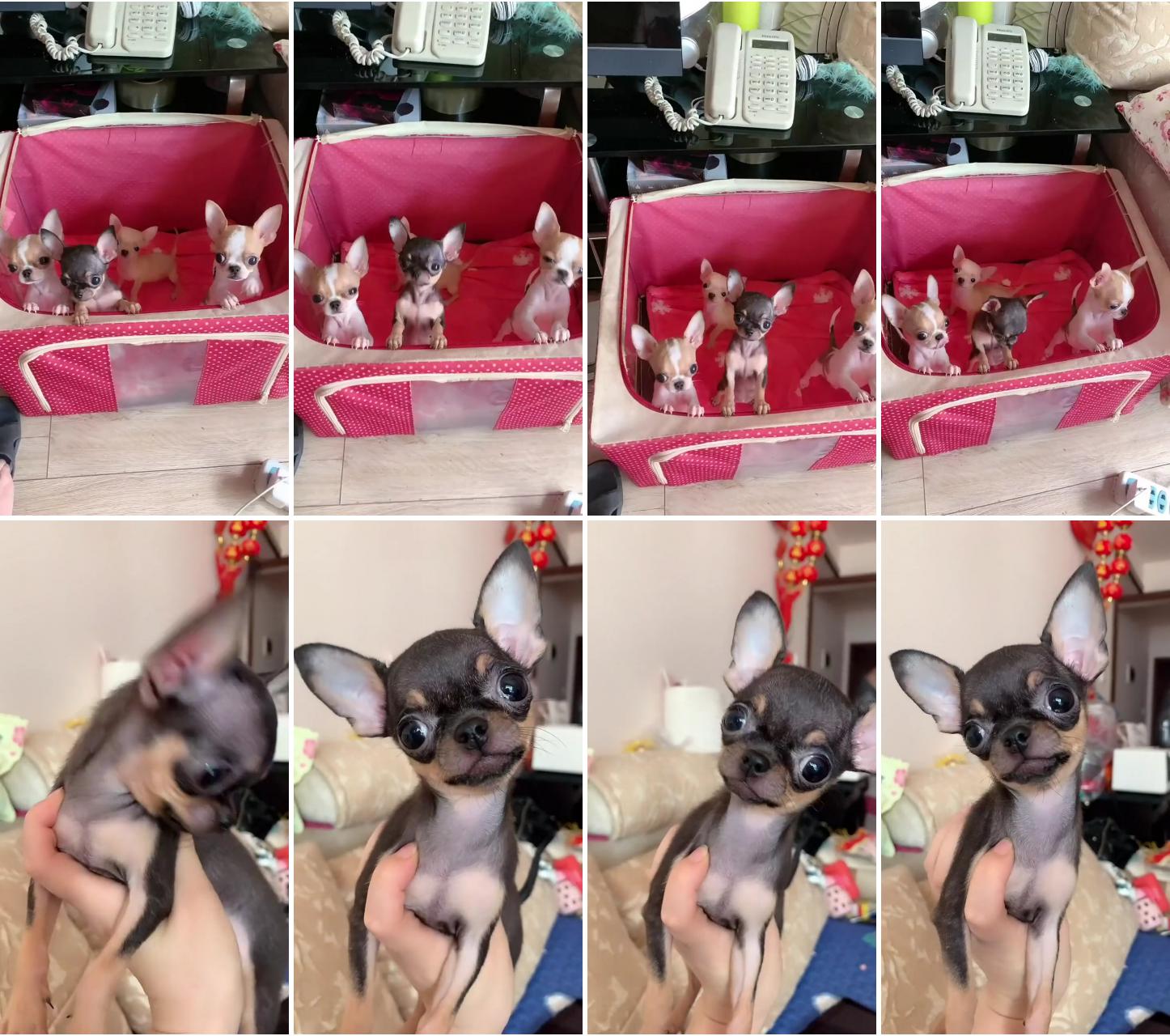 Bunch of cute chihuahuas; cute chihuahua