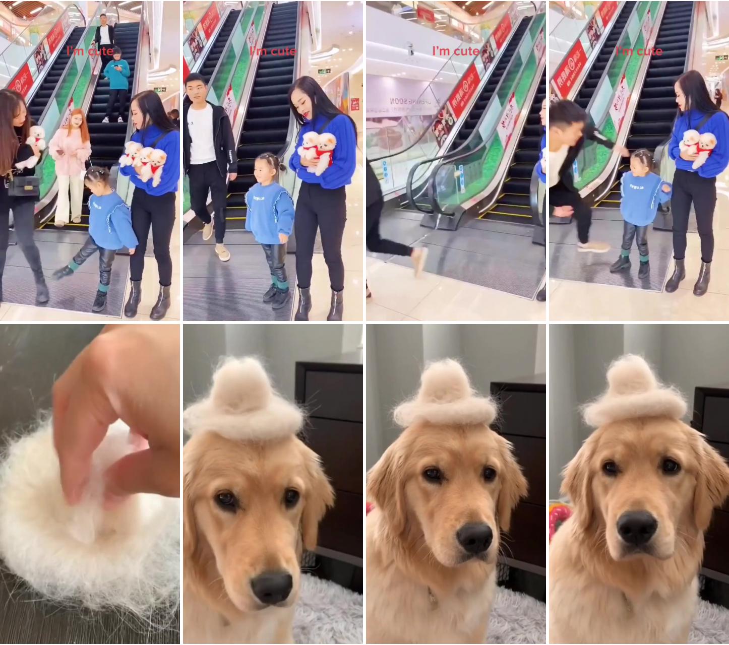 Cute and funny dog ; my new hat 