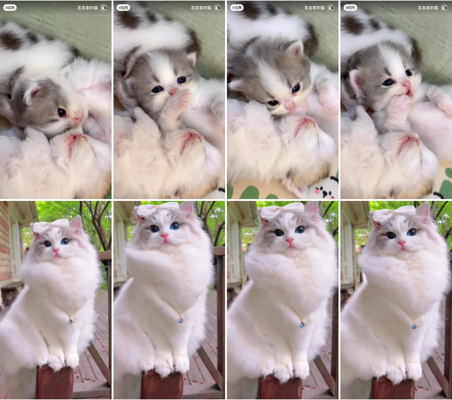 Cute baby soft white cat with black big eyes; cute little kittens