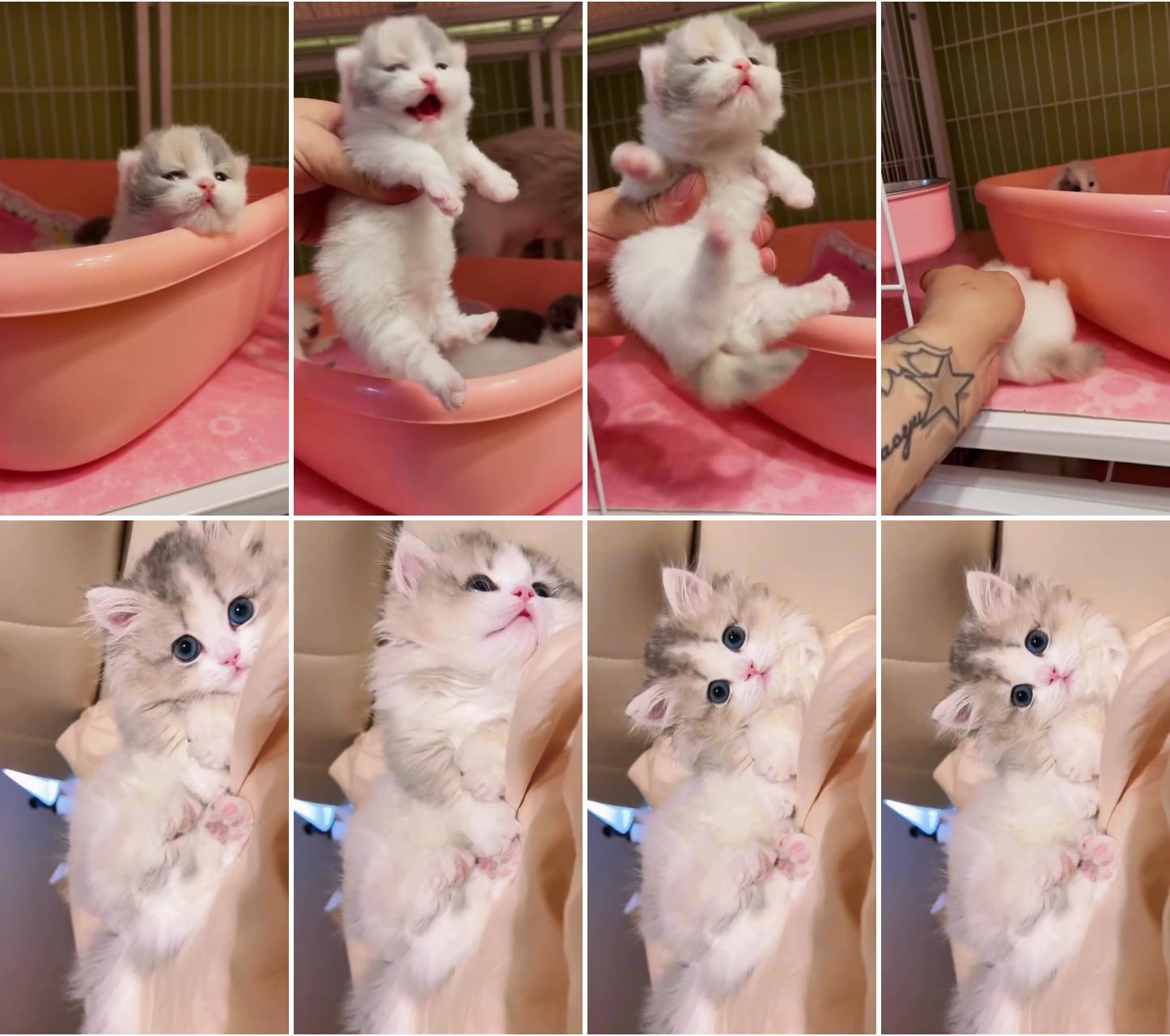 Cute cat moments; dive into the world of feline fun with our collection of side-splitting cat videoscat meme love 