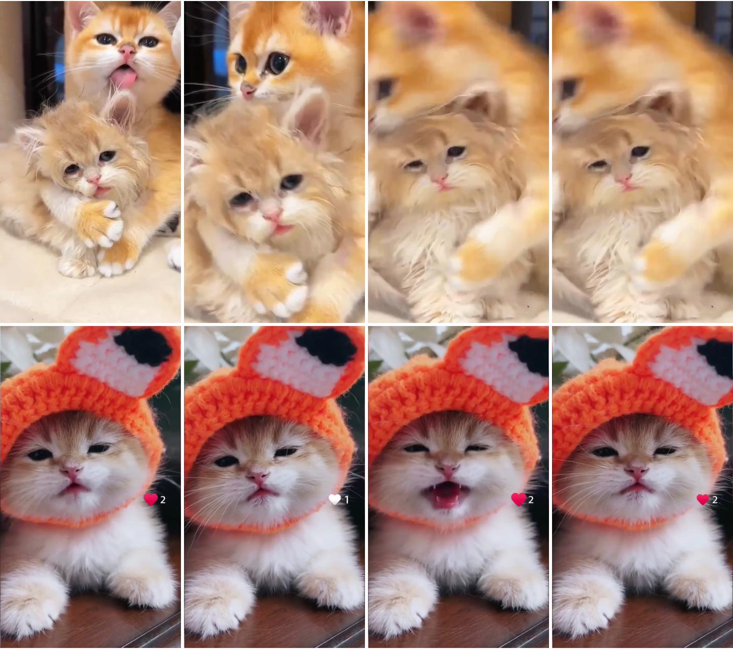 Cute cats; so cute