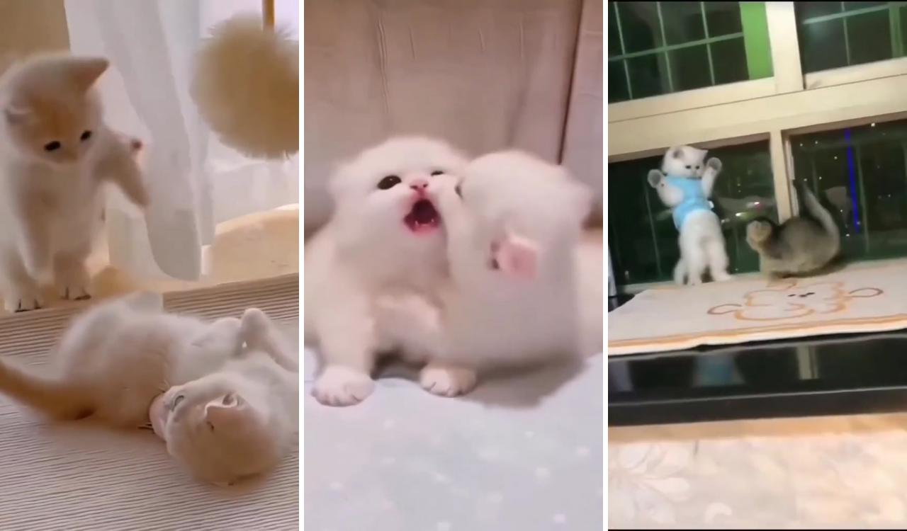 Cute funny dogs; cute baby cats