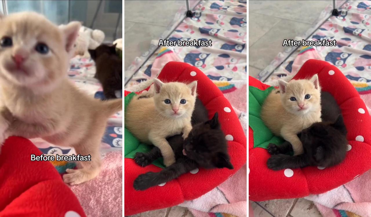 Cute kittens and how they behave before and after breakfast, cuteness overload cats and kittens; kittens cutest