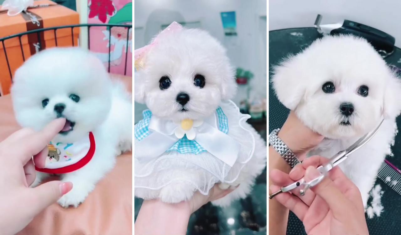 Cute poodle #dog; toy pomeranian puppies