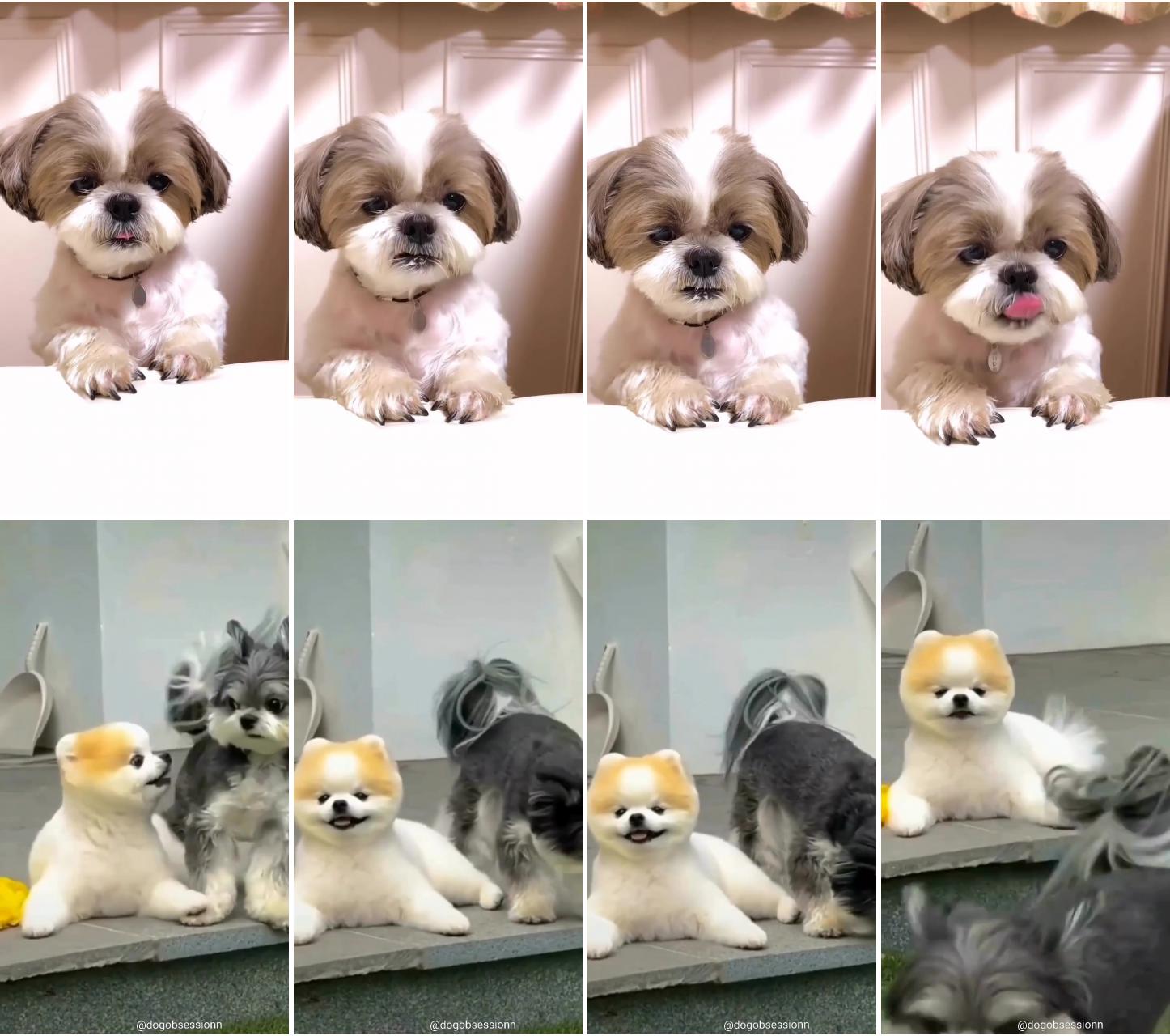 Cute shih tzu funny videos #shihtzu #dog #shihtzuworld #shihtzugram; woof videos