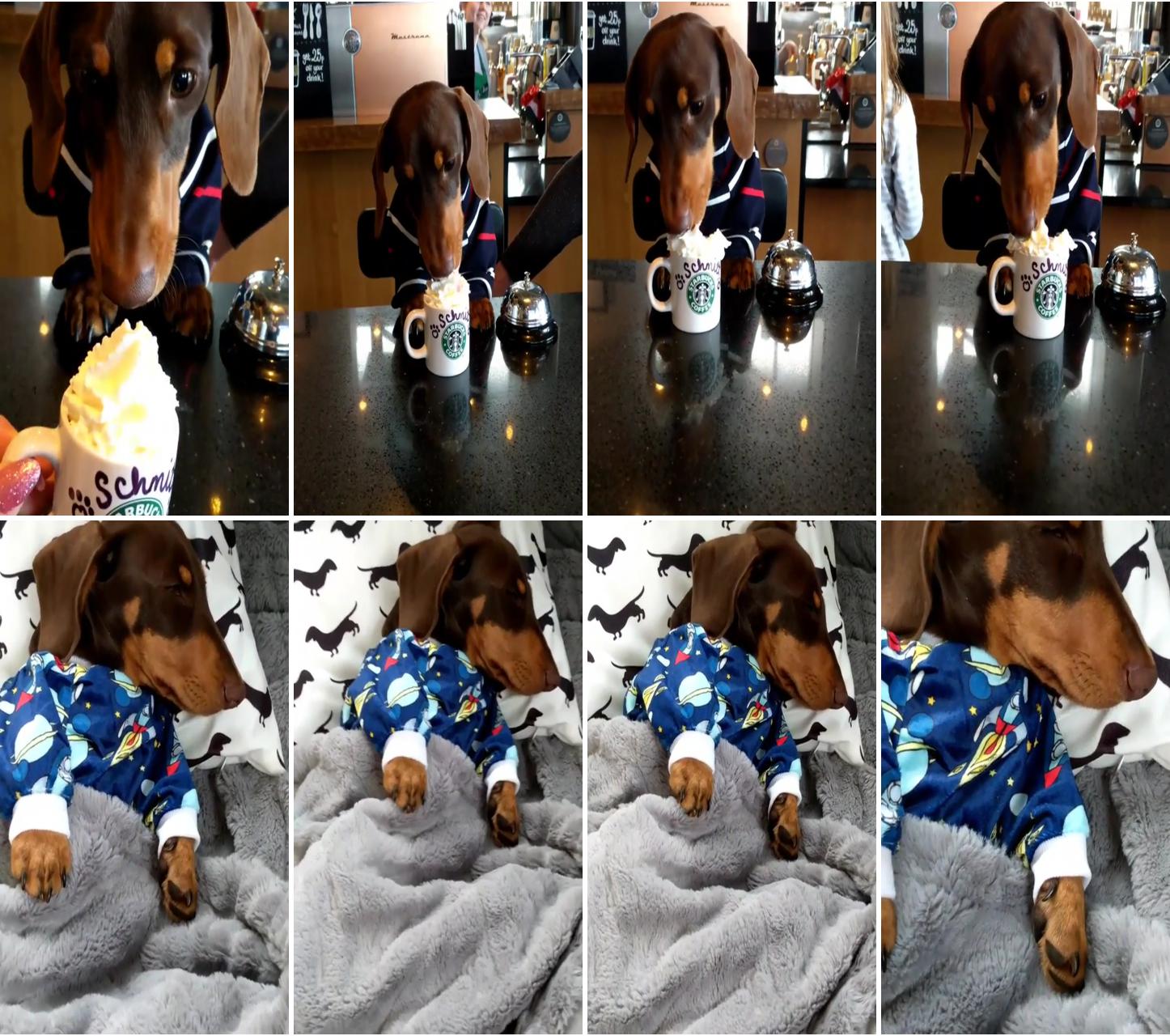 Dachshund and coffee; funny dachshund puppy video