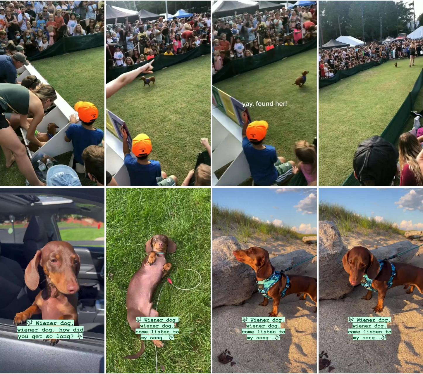 Dachshund and dogs; dachshund videos