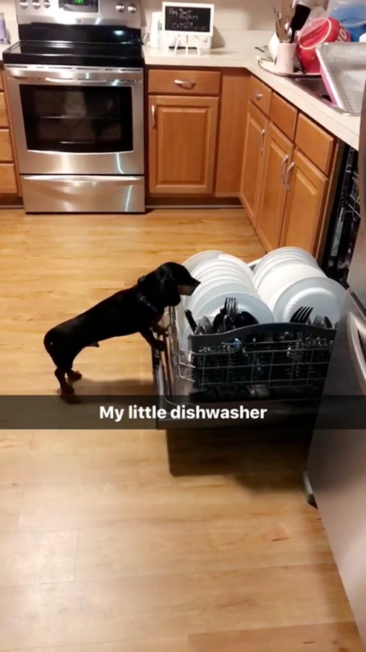 Dachshund dishwasher; chill moood