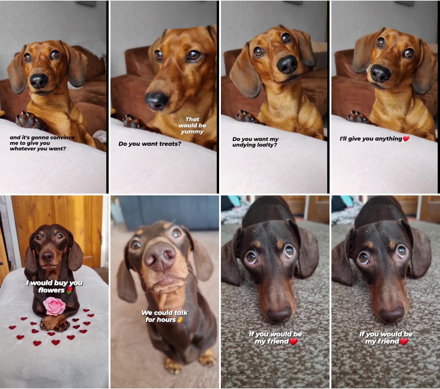 Dachshund dogs; dachshund cuties