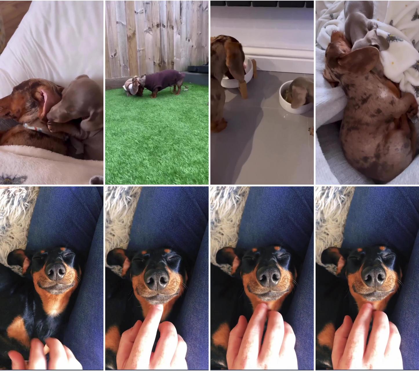 Dachshund videos; baby dachshund