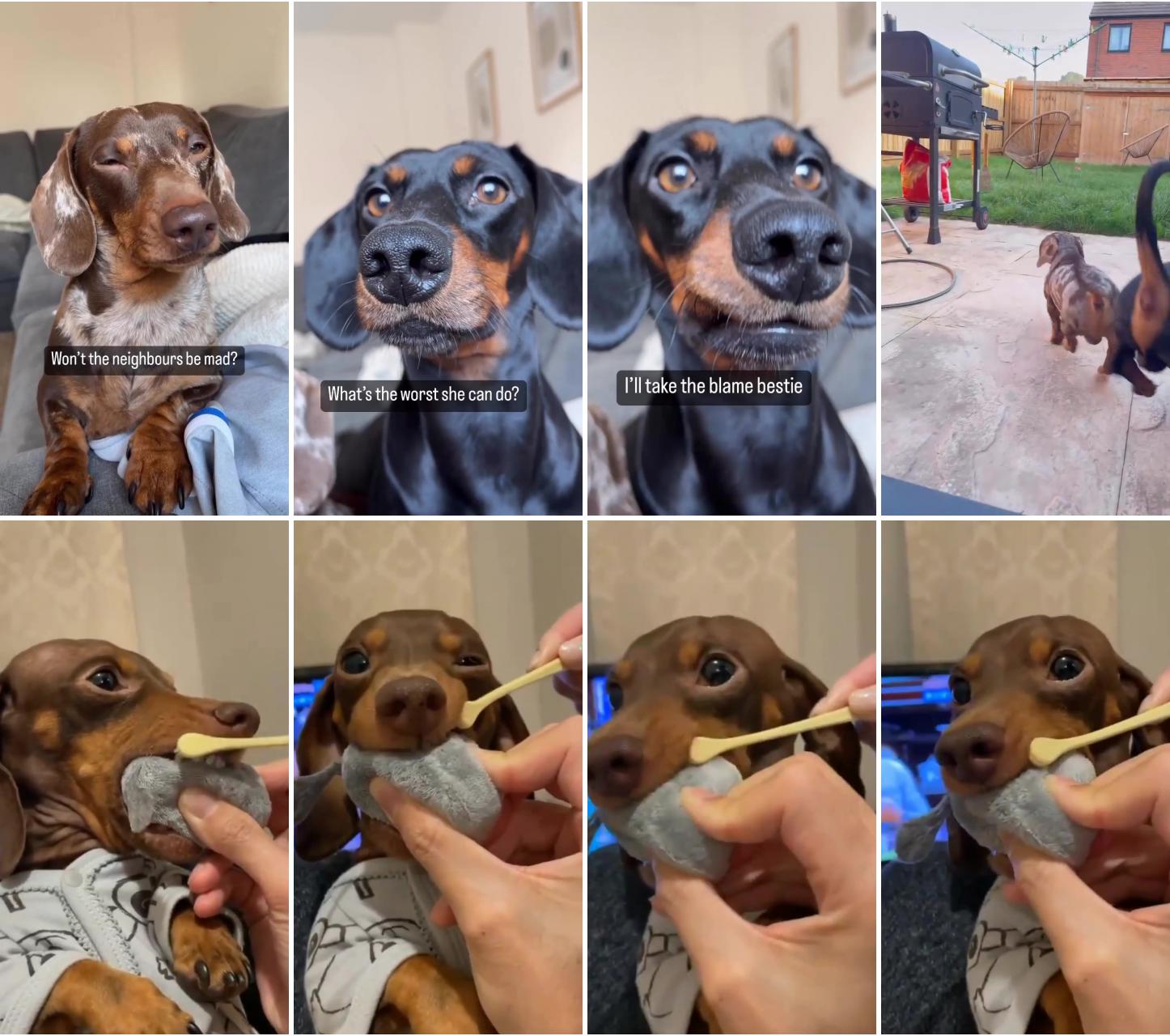 Dachshund videos; instagram : sidelyaze