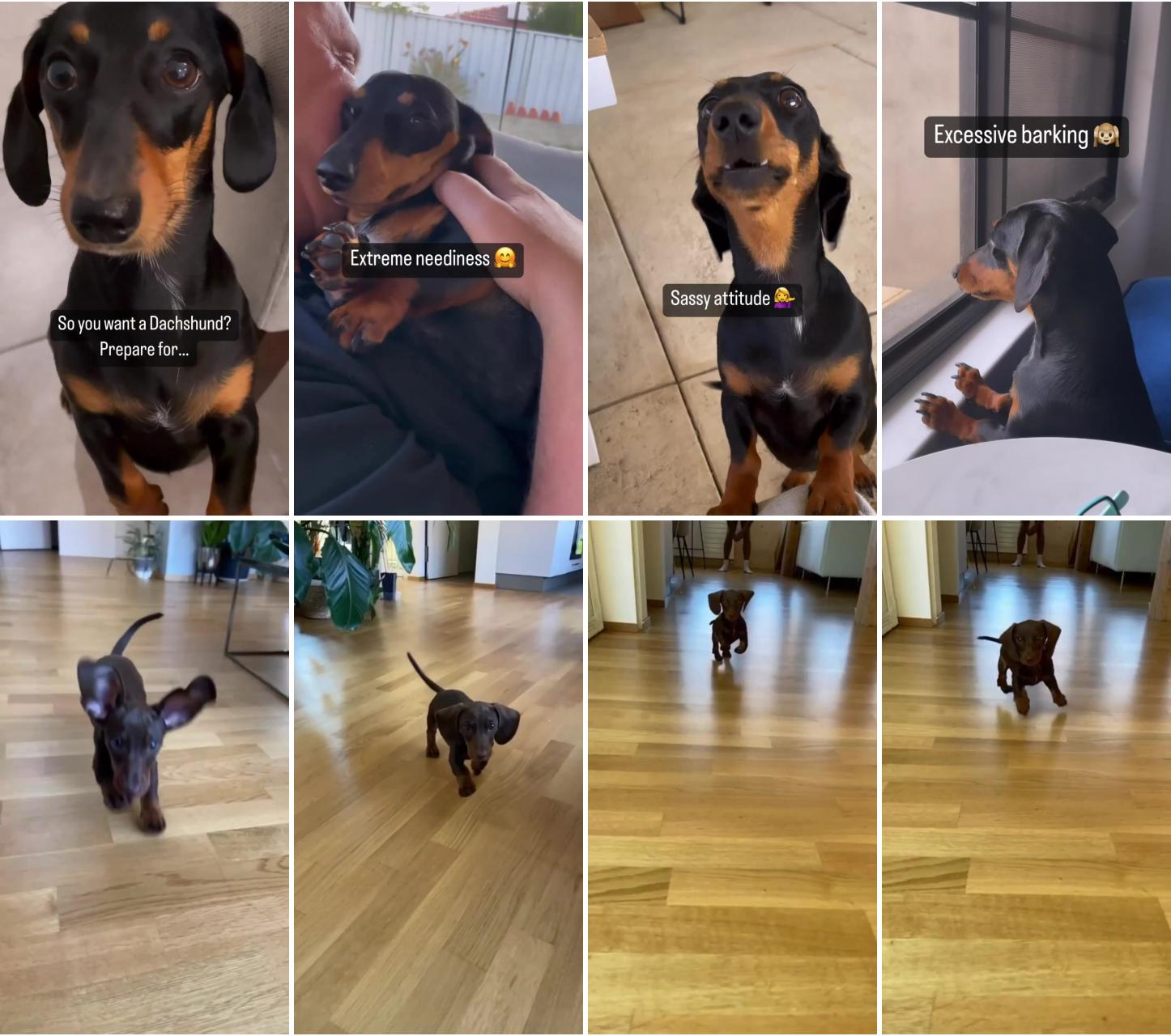 Dachshund videos; mini doxie flying through the air for a treat 