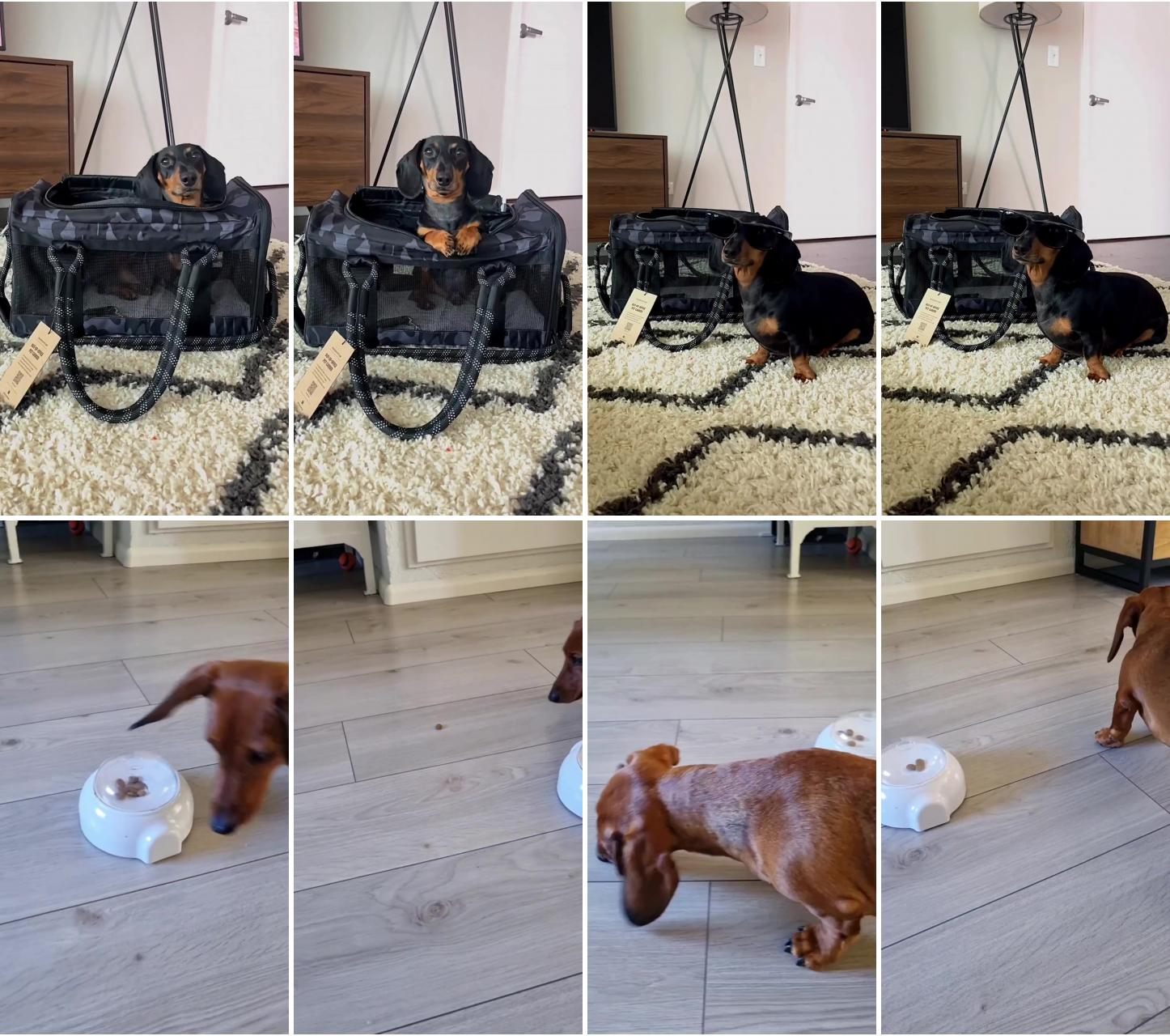 Dachshund videos; now that looks like a great toy 
