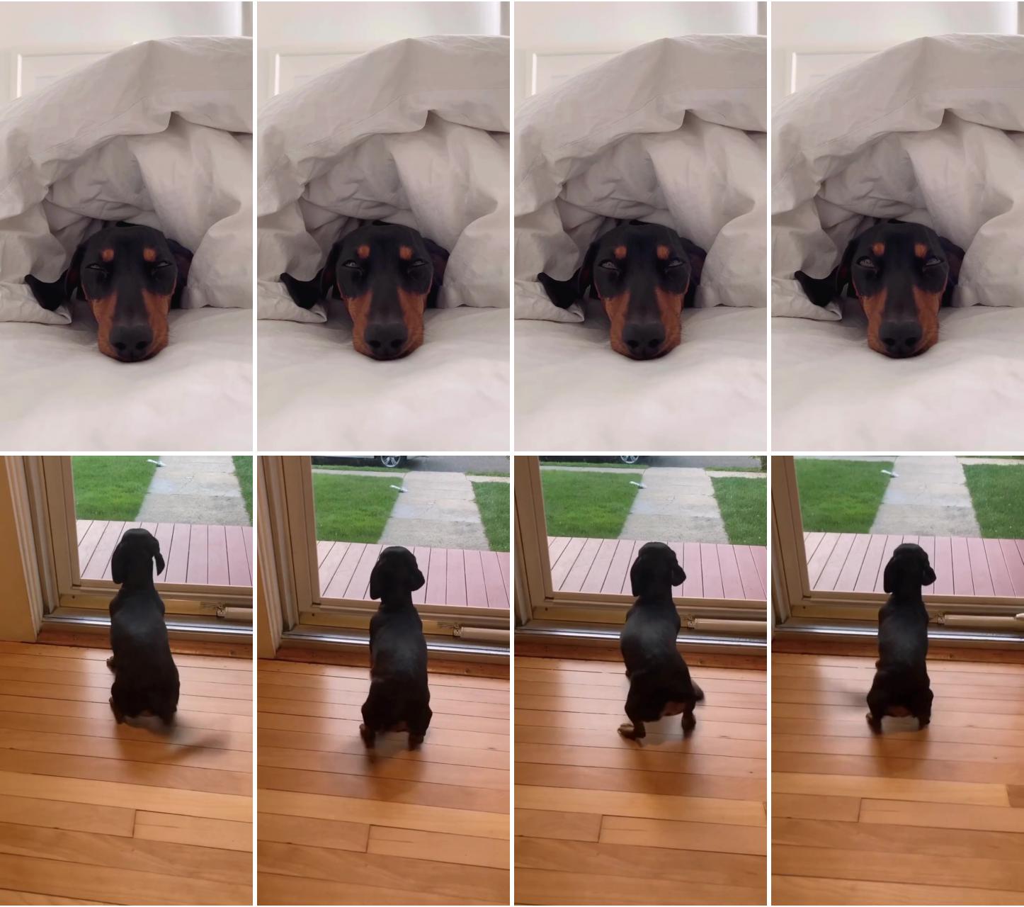 Dachshund videos; this dog has some of the best moves i've ever seen in a dog  