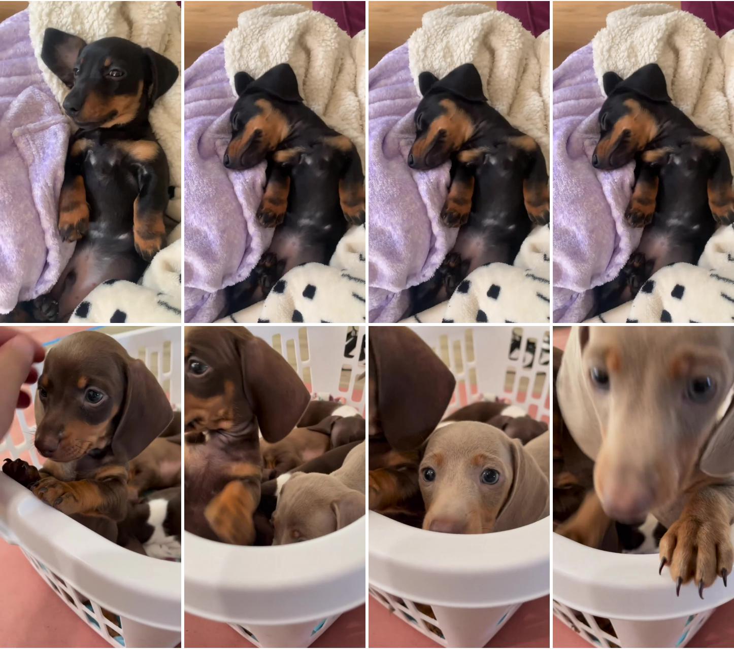 Dachshund videos; very cute puppies