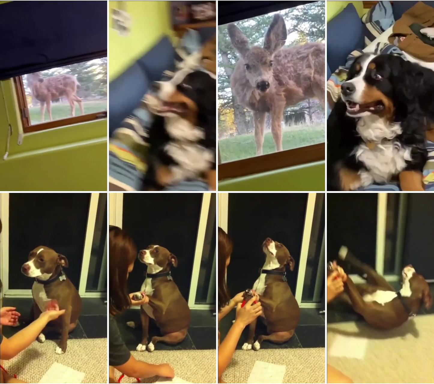 Dog and deer adorably make eye contact with each other; the nail cutter and the award for the most dramatic dog goes to