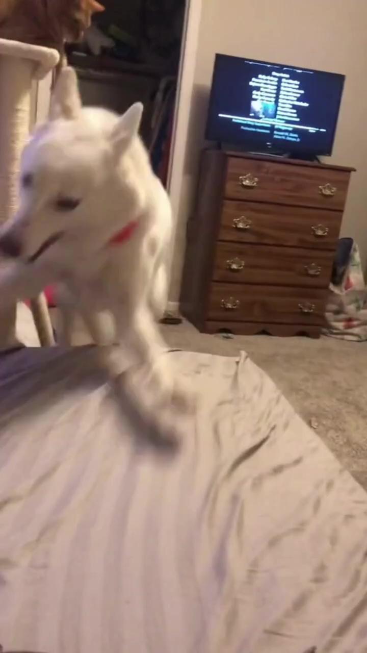 Dog funny videos; watch till end 