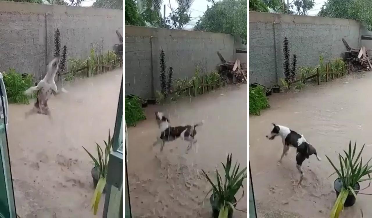 Enjoying the rain; cute funny dogs