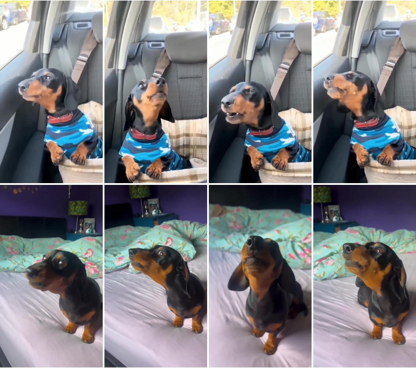 Funny video dachshund; dachshund videos