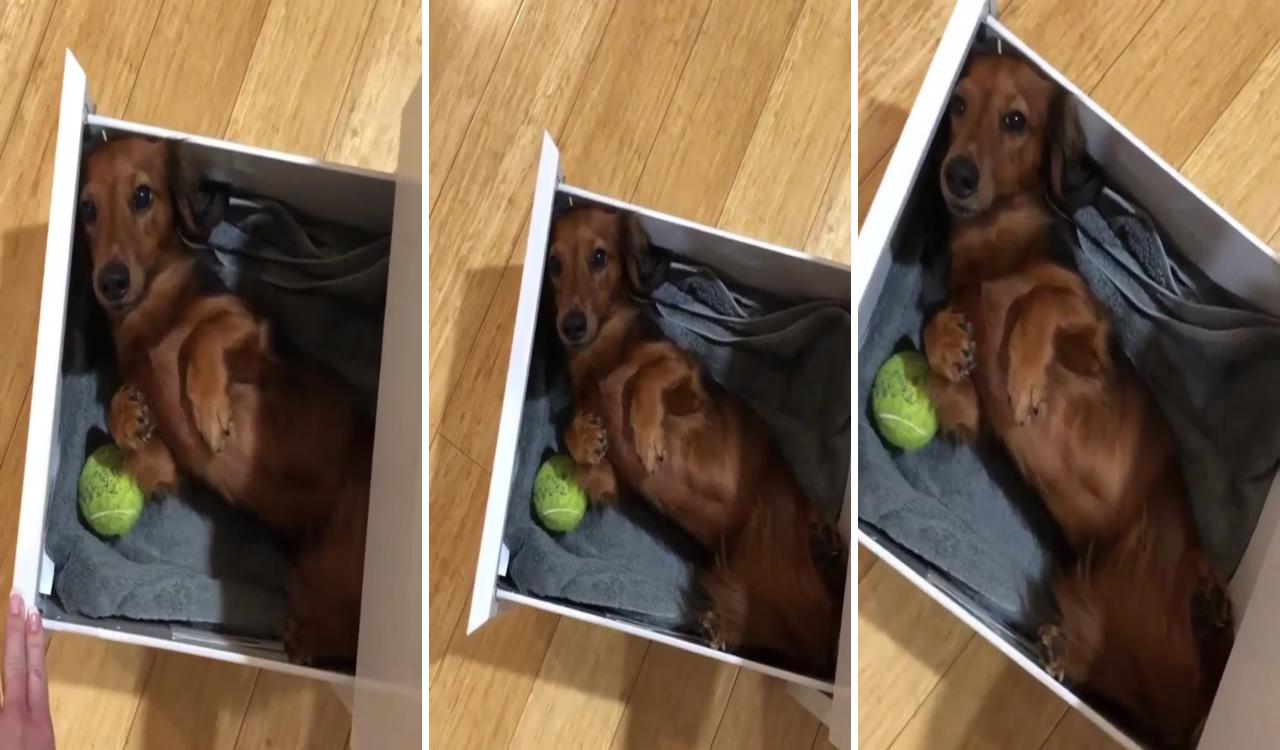 I have a wiener in my drawer; cute funny dogs