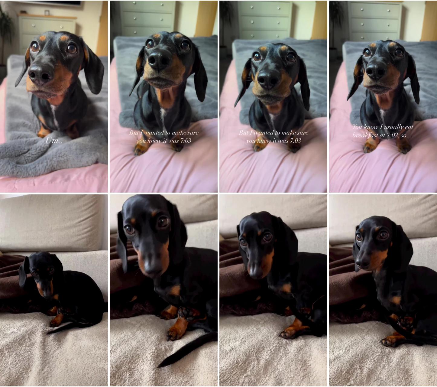 I'm the best alarm clock she's ever had ; dachshund videos