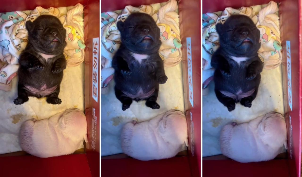 "irresistible cuteness: adorable baby puppies melting hearts everywhere"; french bulldog puppies