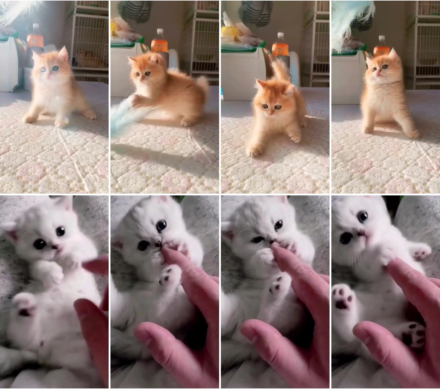 Little cute baby kitty; cute kitten playing 