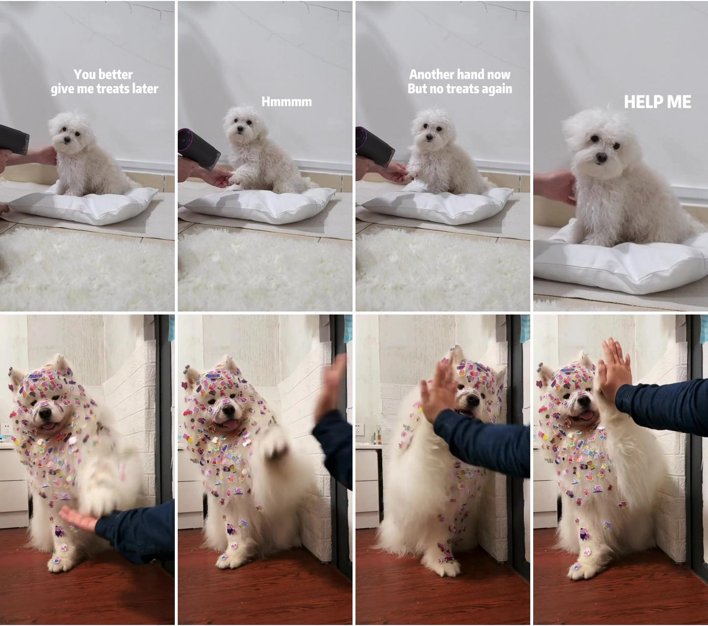 Maltese grooming at home ; shake hands,give me five