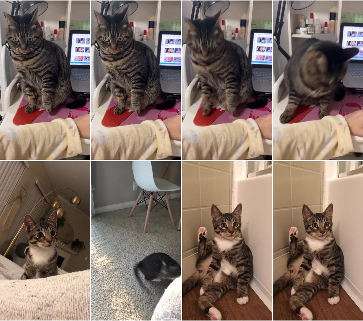 Marley's tiktok debut #foryou #foryoupage #cats #catsoftiktok; puppies and kitties