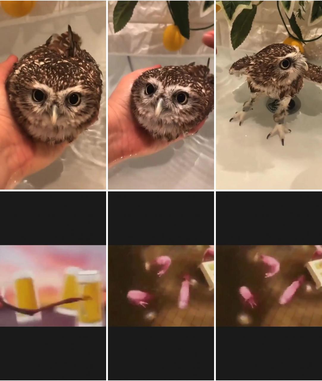 Owls; owl pet