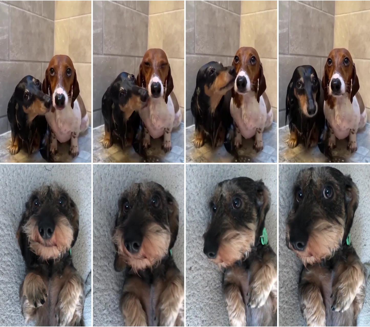 Sausage smooches; cute wirehaired dachshund