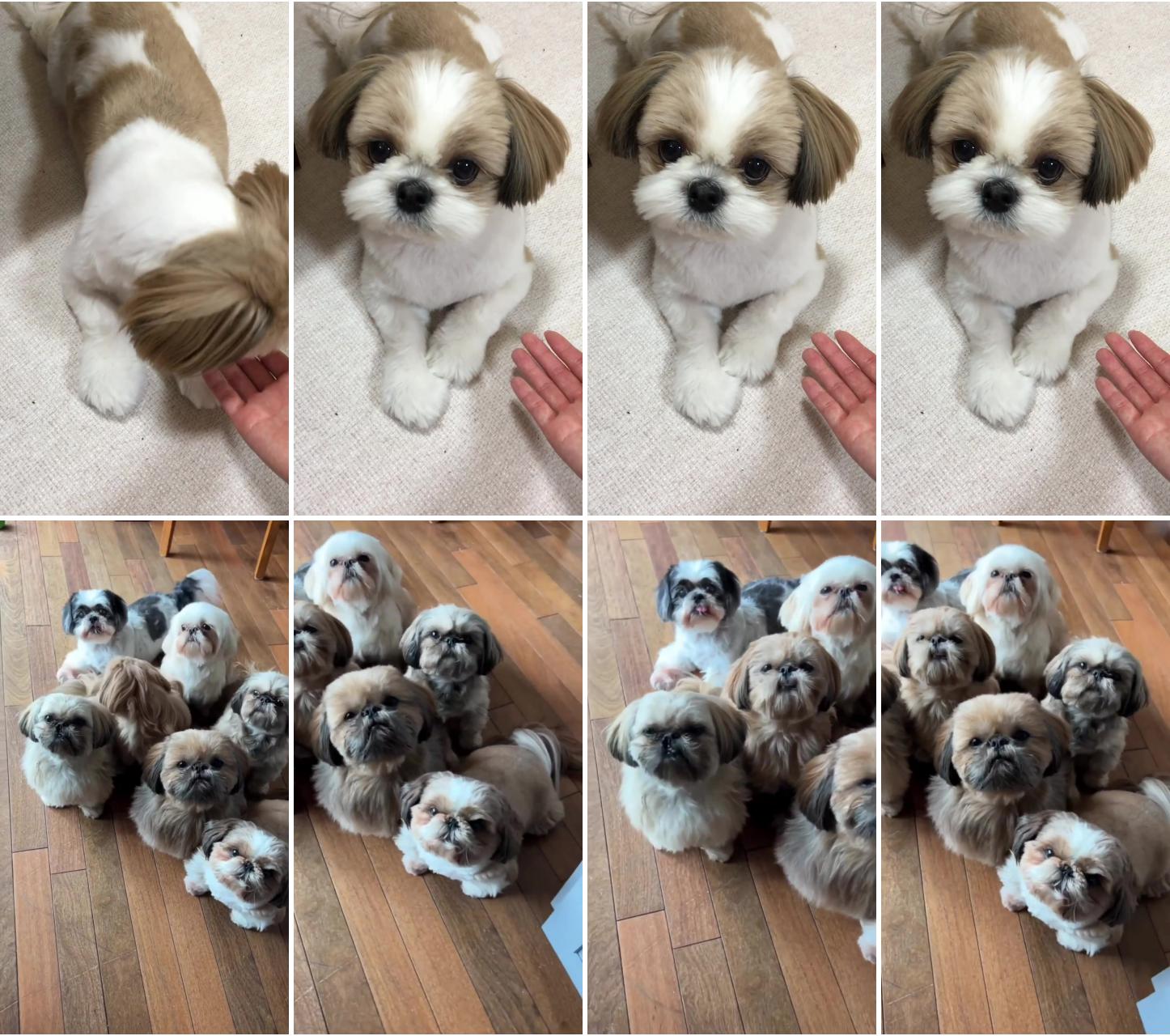 Shih-tzu squad; cute fluffy puppies