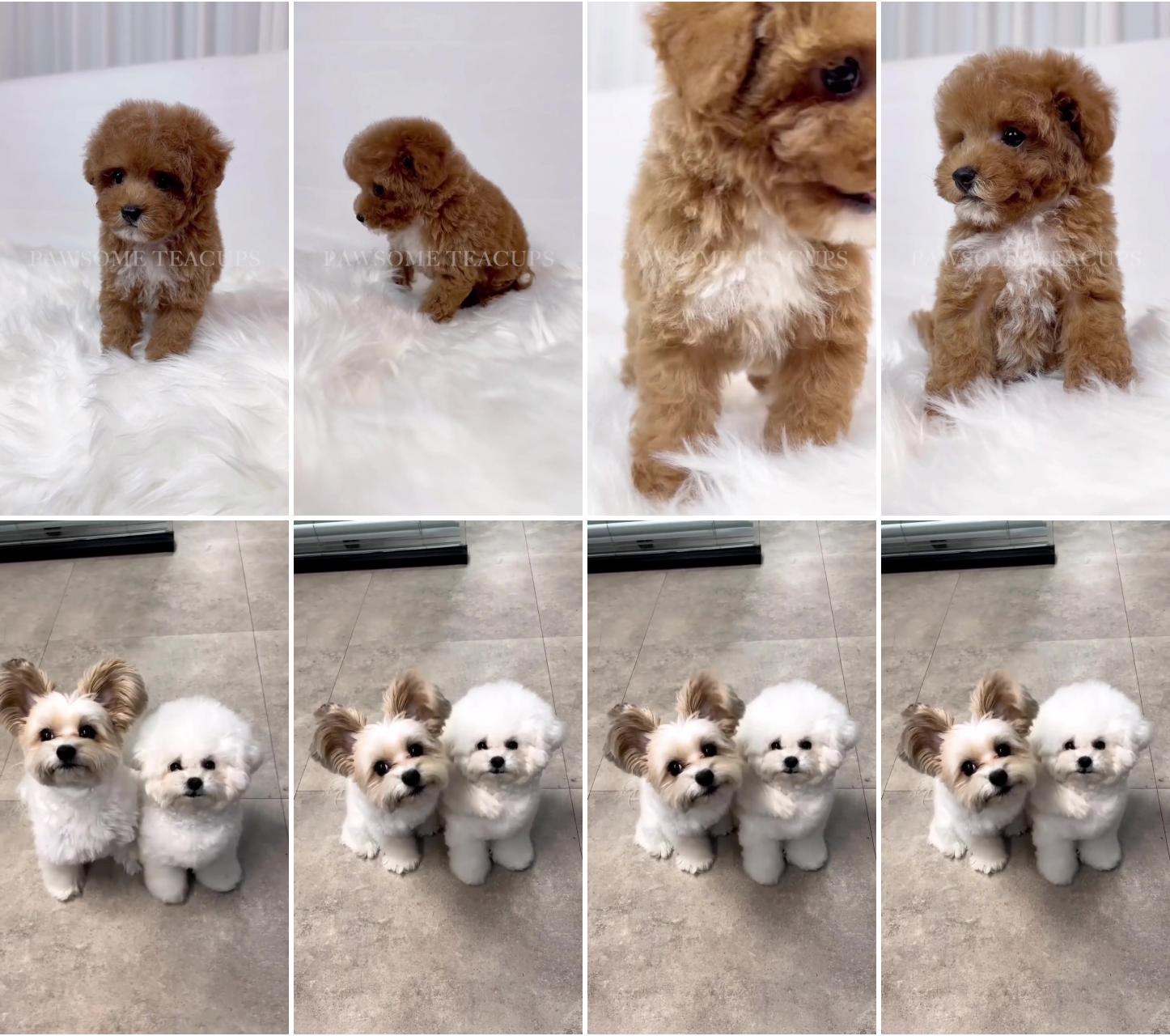 So cute; teacup puppies