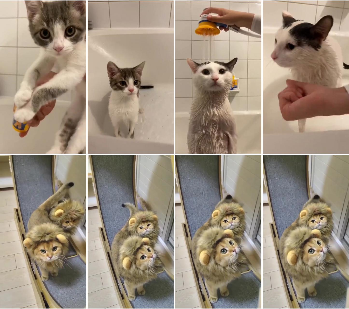 Spa day ; cute cat gif