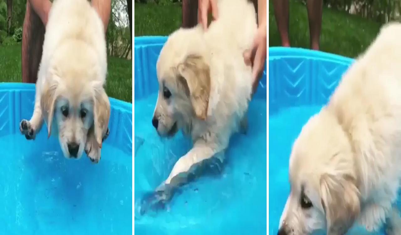 Splish and splash; cute labrador puppies