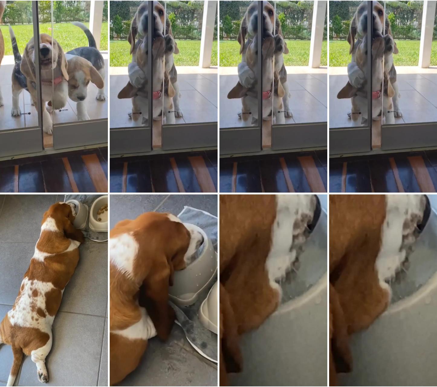 Sweet dog are trying to open the door; funny video basset hound