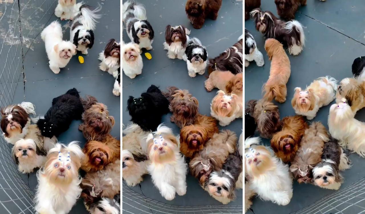  tag your friends  who loves shih tzu; poodle mix puppies