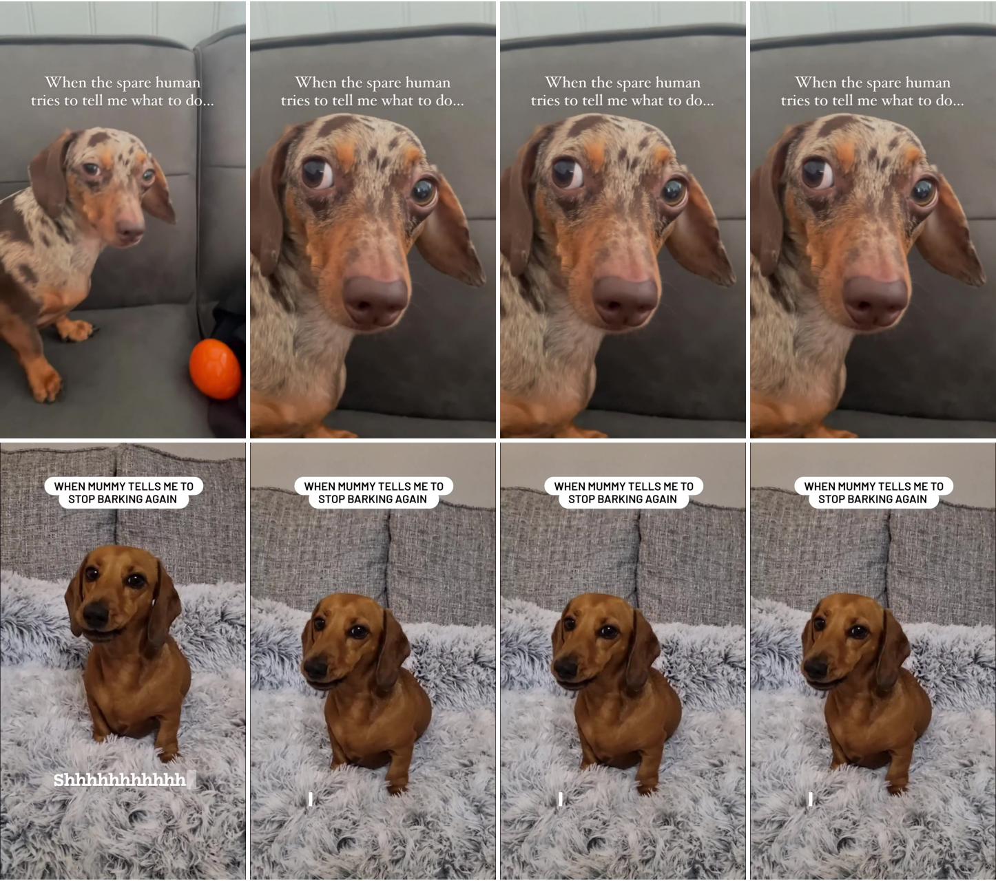 The audacity  you can't tell me what to do ; dachshund funny videos