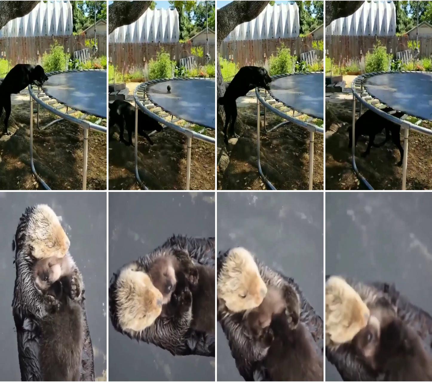 The doggie has invented a way to play ball with himself; parents love