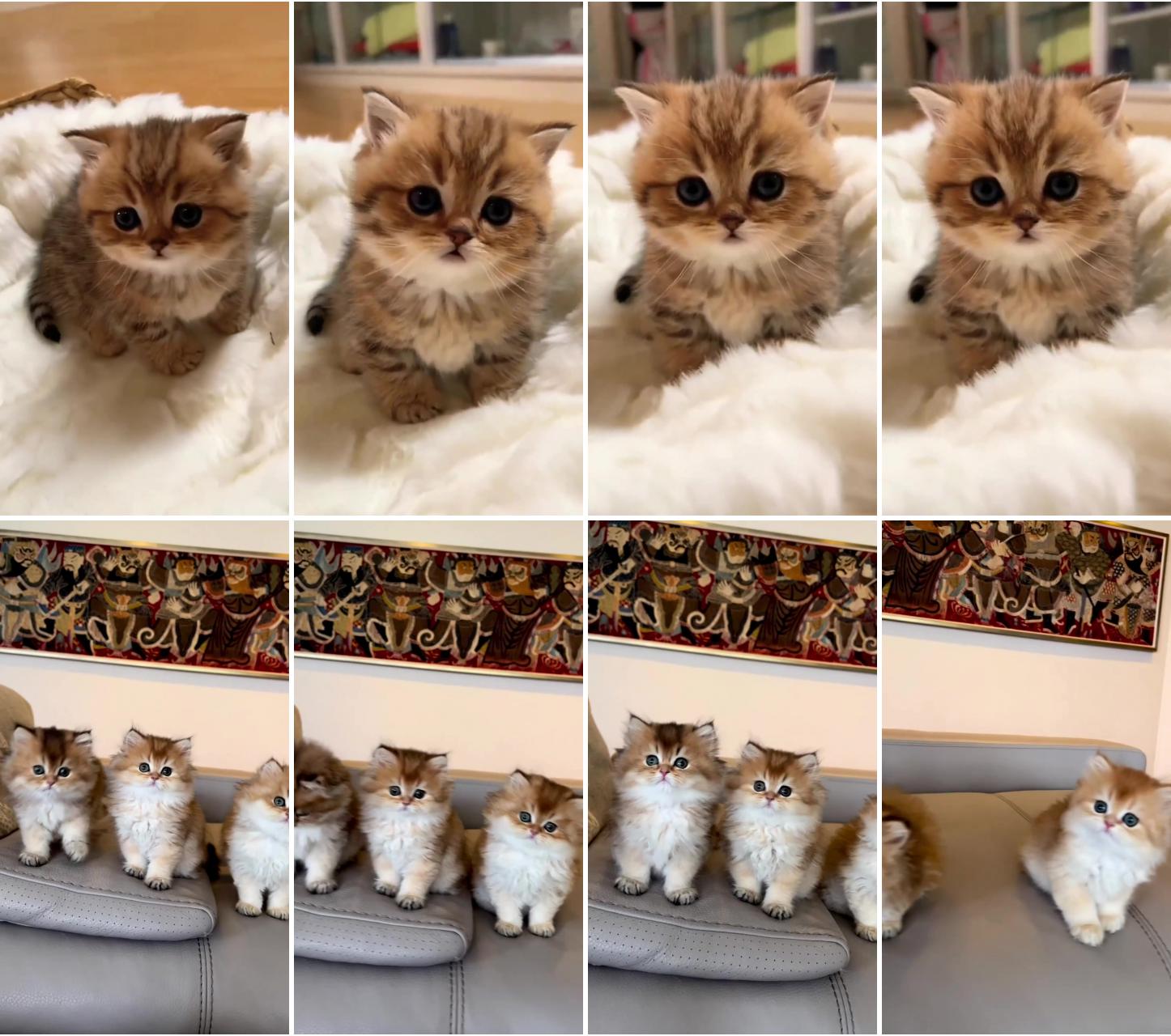 The most adorable cat that will make your heart warm; kittens cutest baby