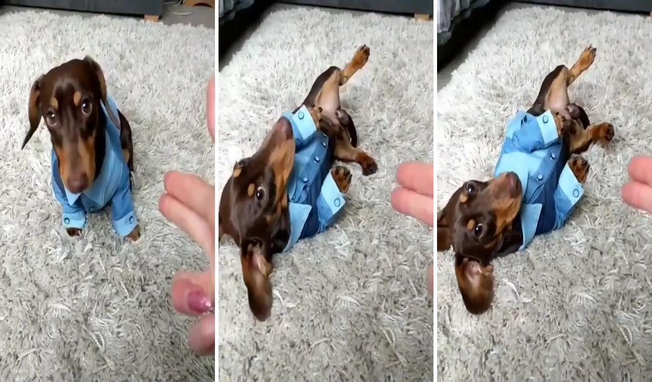 This is dramatic. do you think this cute puppy acting better than you; dachshund quotes