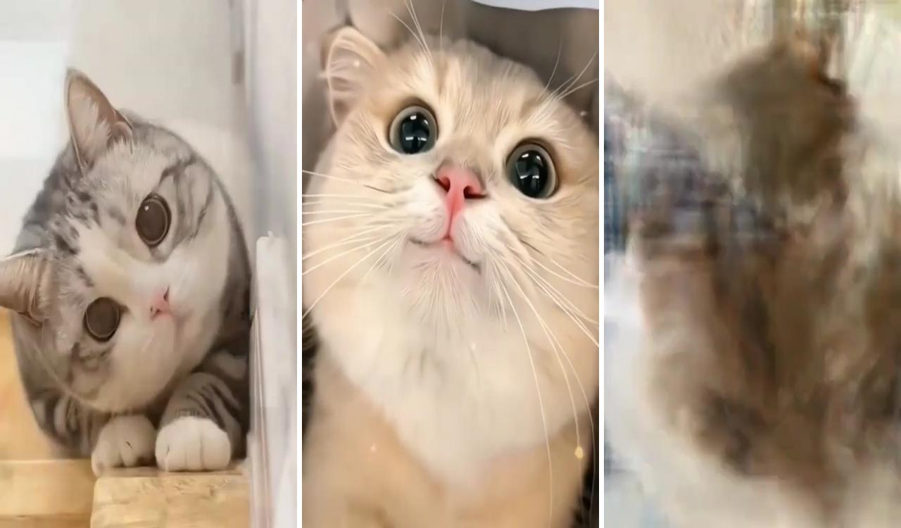 Who is your favourite cat here  cute cat videos; funny animals with captions