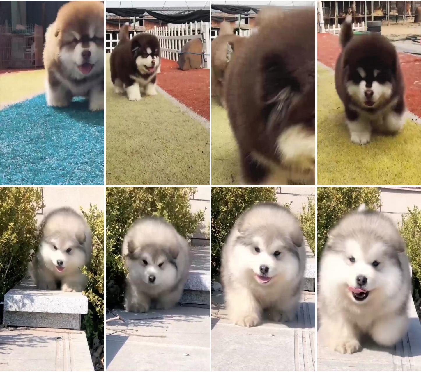 Why alaskan malamute like balls so much; why alaskan malamute like balls so much