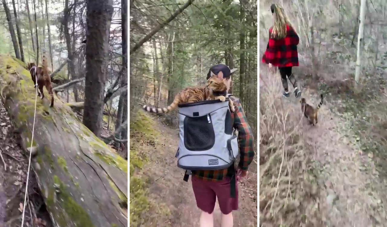 Adorable walk with her kitty ; cute cat gif