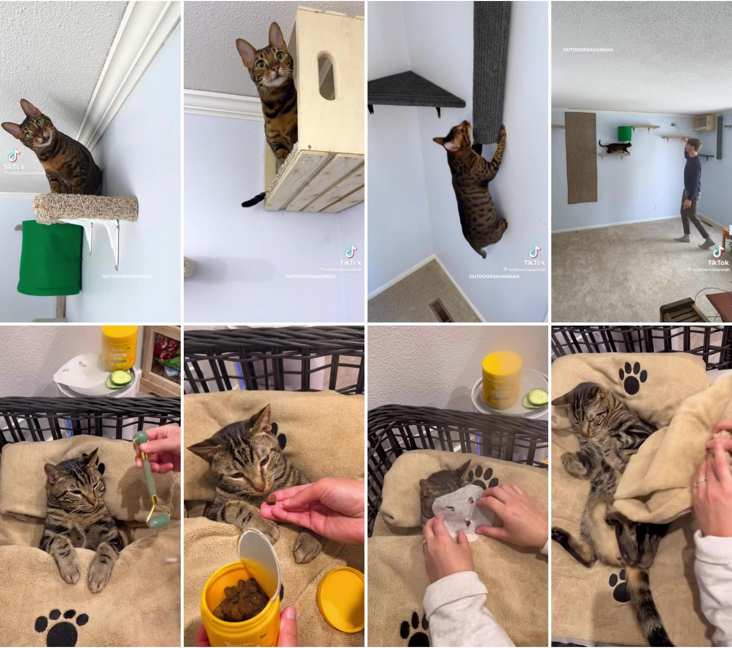 Cat obstacles; the dream life for all cats 