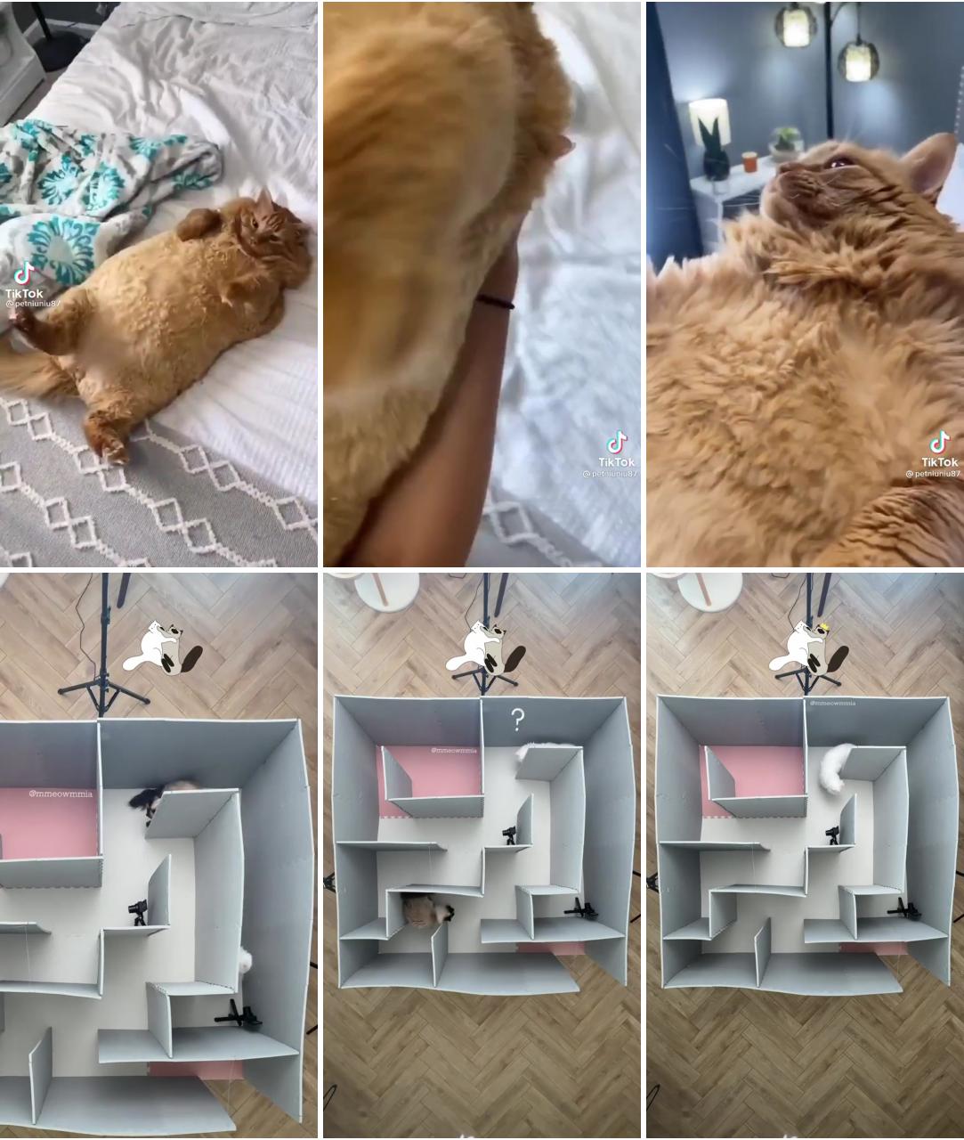 Chonky cat by  petniuniu87 on tiktok; fluffy animals